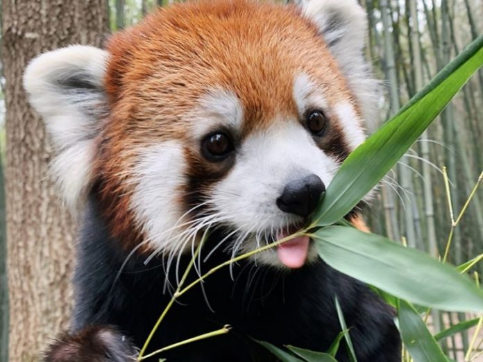 nashville zoo red panda