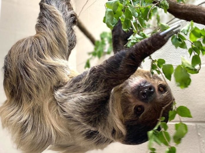 nashville zoo sloth