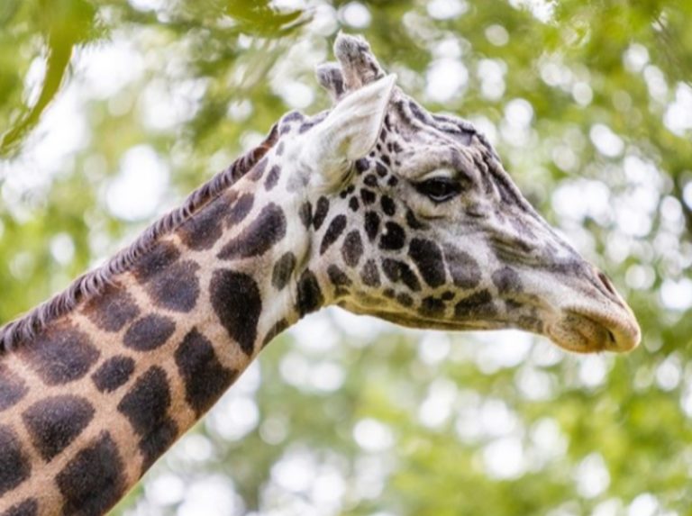 Nashville Zoo Offers BOGO Admission on Fridays