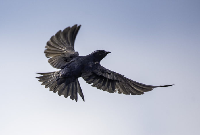 purple-martin-spreading-its-wings-in-flight