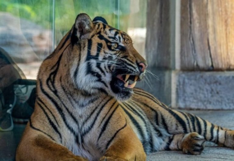 Nashville Zoo Takes Top Honors for Tiger Crossroads Exhibit