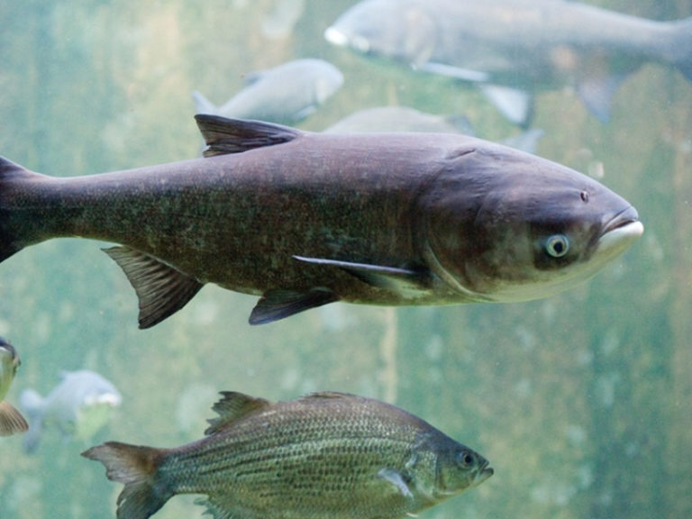 Tennessee Wildlife Federation Gets Federal Funding to Battle Asian Carp