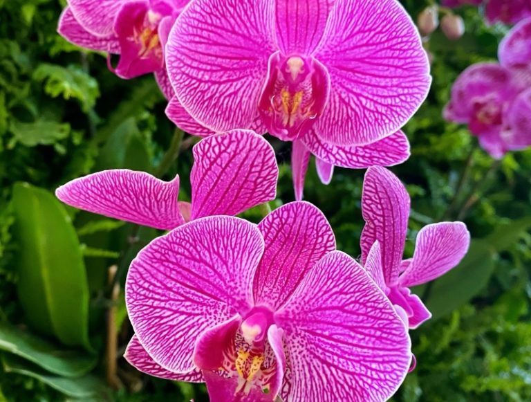 Cheekwood “Orchids in the Mansion” Exhibit Opens Jan 30