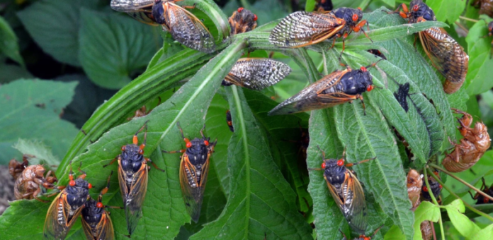photo: cicada safari